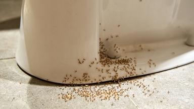 Ameisen im Badezimmer