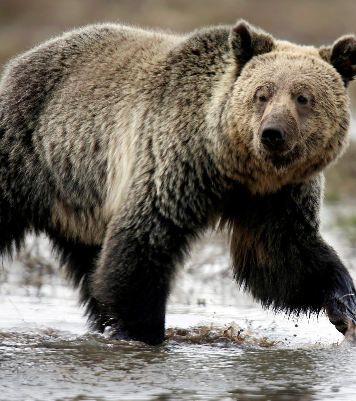 Grizzly im Yellowstone Nationalpark