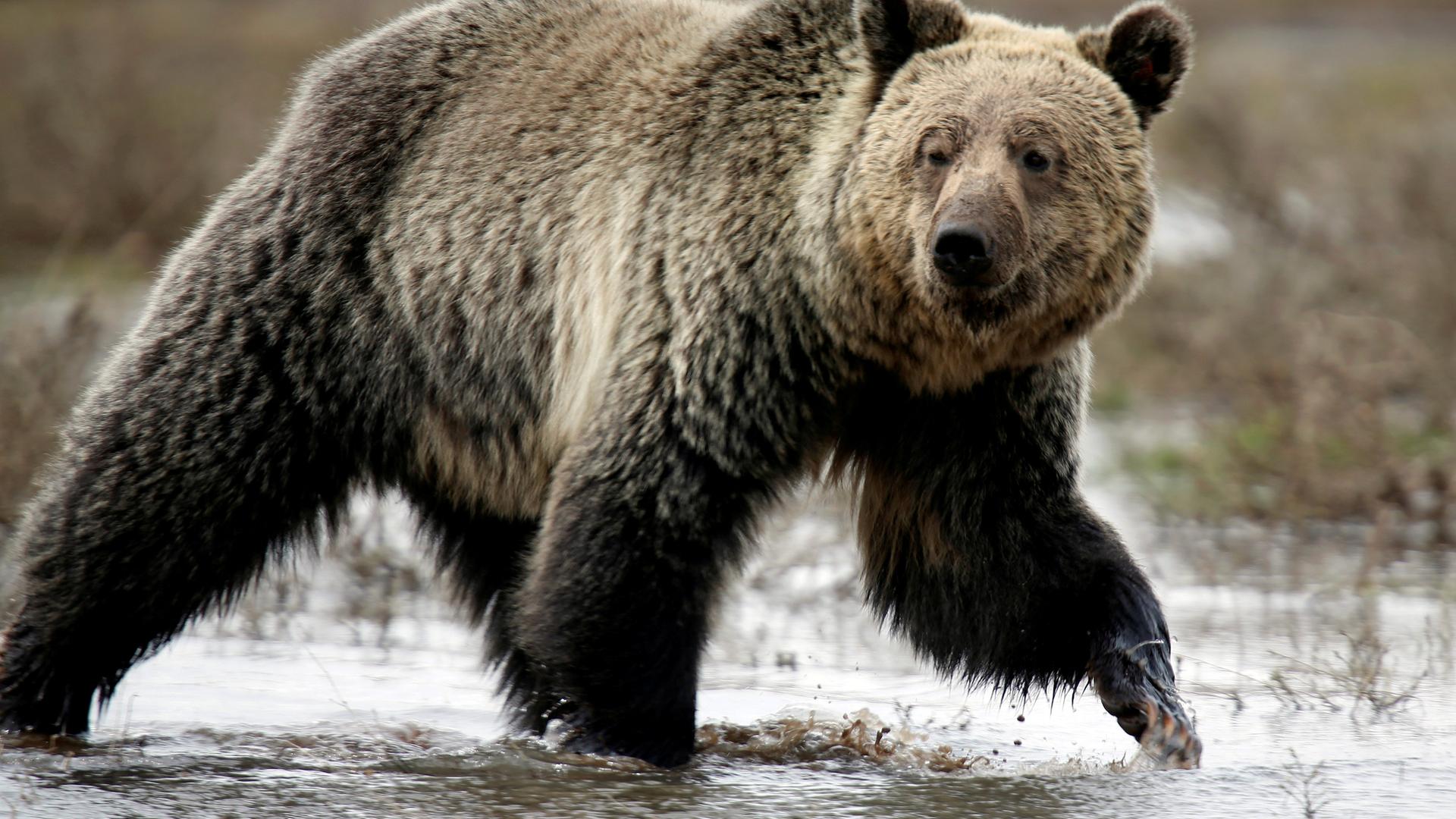 Grizzly im Yellowstone Nationalpark