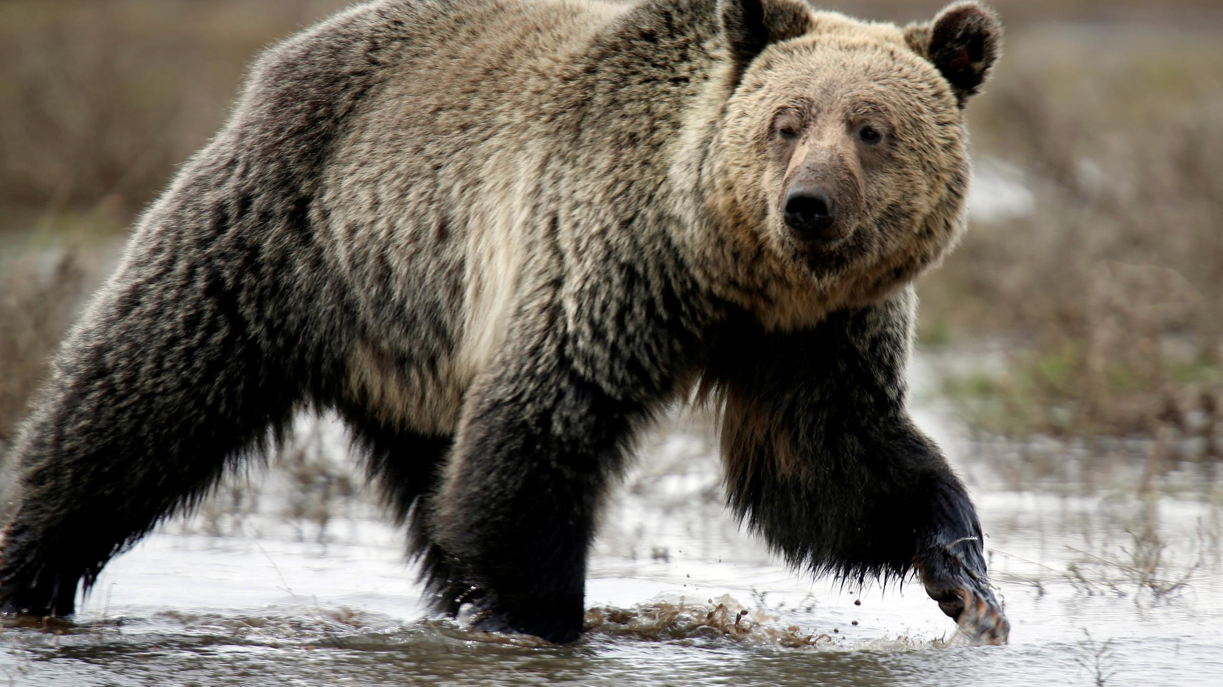 Grizzly im Yellowstone Nationalpark