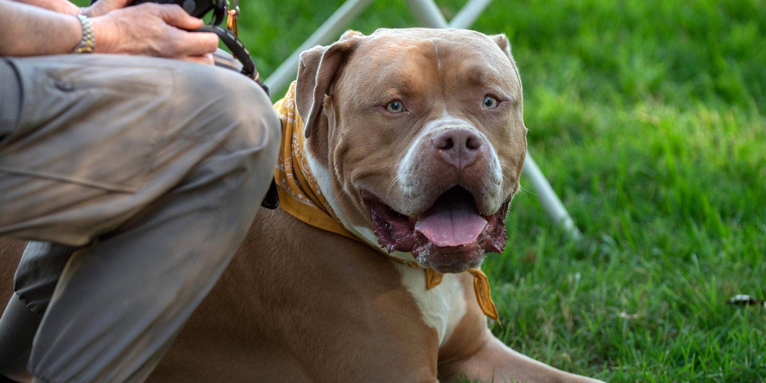 American Bully