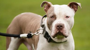 XL-Bully-Hund