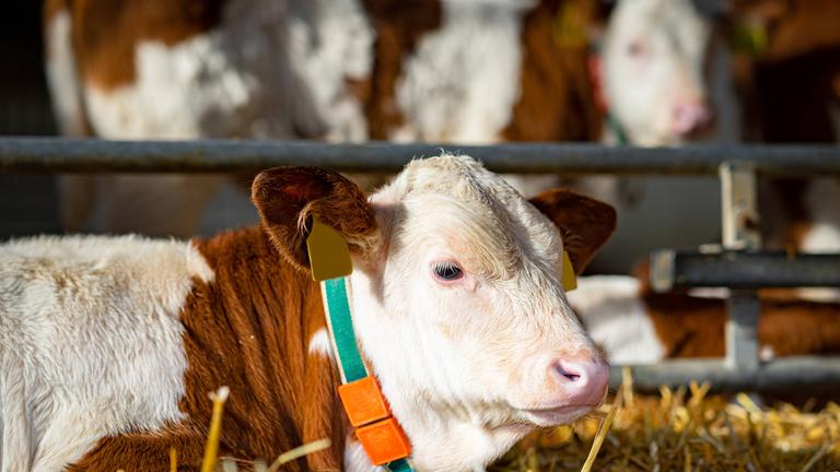 Ammengebundene Kälberaufzucht