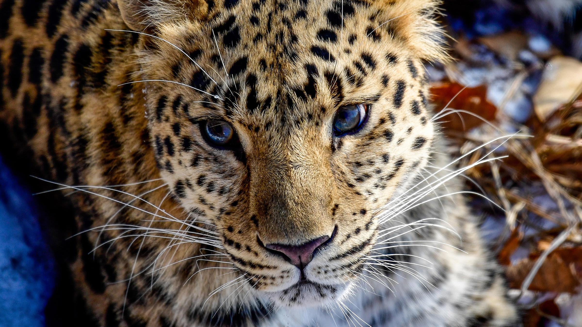 Amur-Leopard