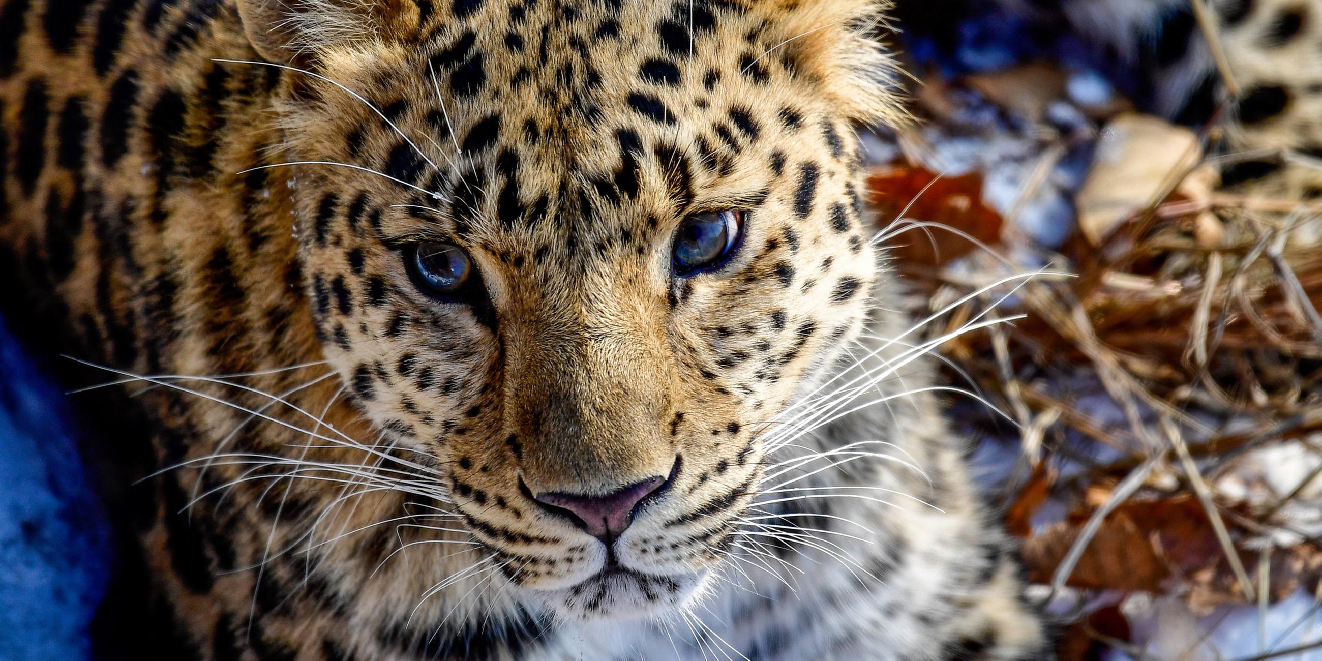 Amur-Leopard