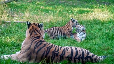Minnesota: Erster öffentlicher Auftritt für die drei Monate alten Amurtiger "Andrei" und "Amaliya" - unter Aufsicht der Mutter Dari.