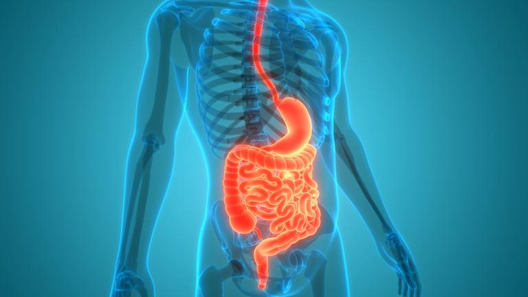 Illustration: Anatomie der inneren Organe des menschlichen Verdauungssystems 
