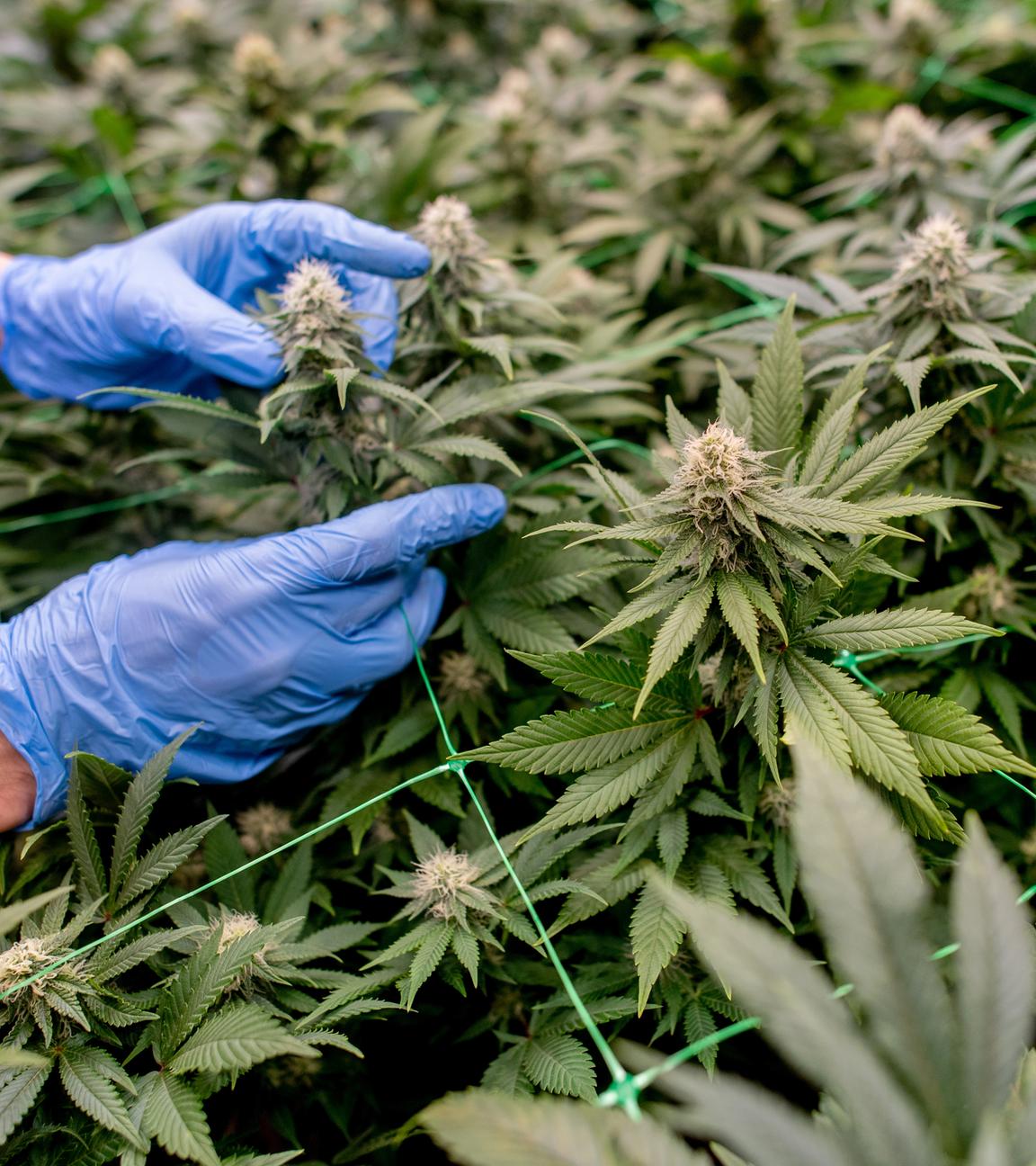Ein Vereinsmitglied begutachtet die Cannabispflanzen auf der Plantage des Cannabis Social Club (CSC) Ganderkesee.