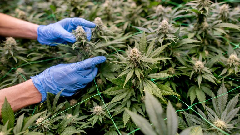 Ein Vereinsmitglied begutachtet die Cannabispflanzen auf der Plantage des Cannabis Social Club (CSC) Ganderkesee.