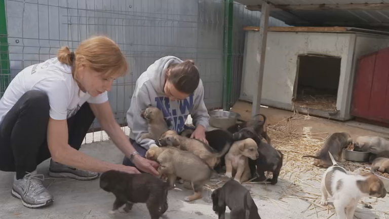 Hunderettung mit Andrea Sawatzki in Rumänien
