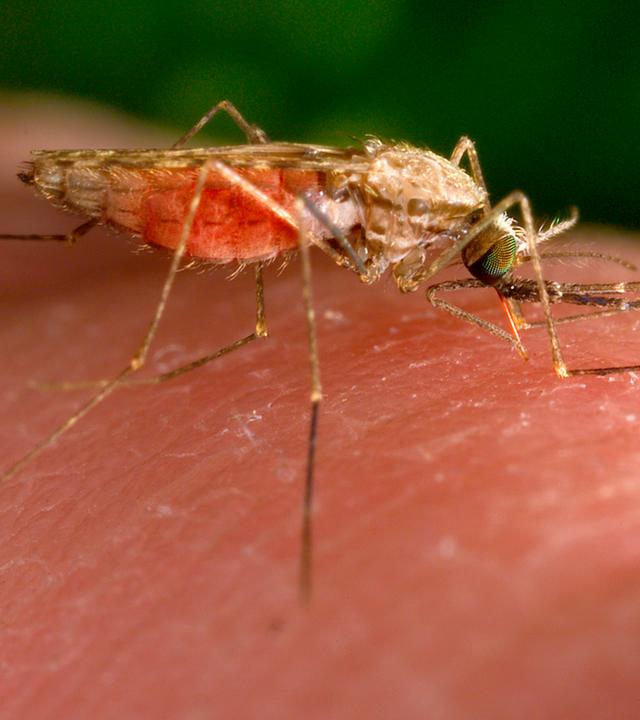 Anopheles-gambiae-Mücke