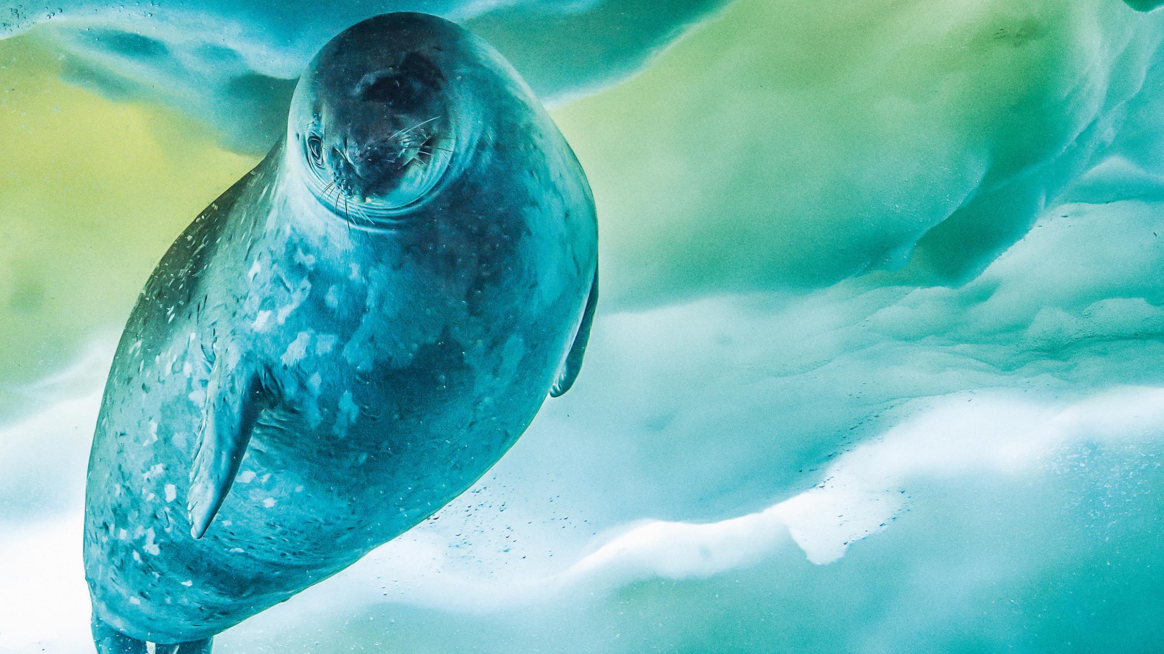 Eine Weddellrobbe schwimmt unter Wasser, über ihr ist eine Eisschicht zu sehen.