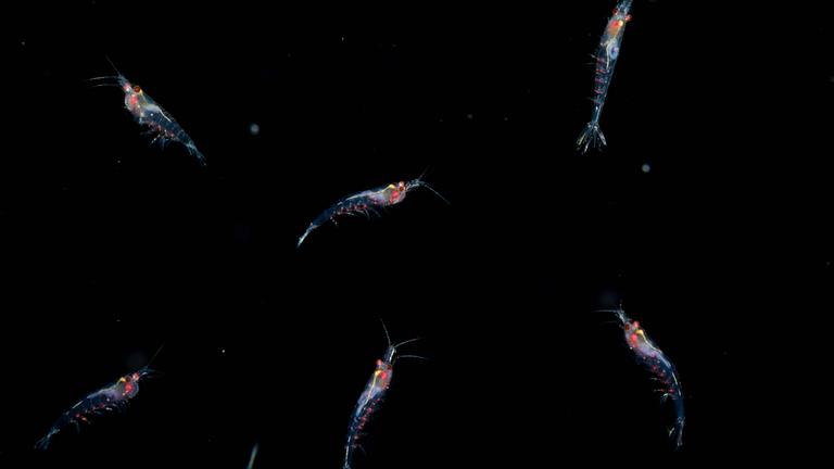 Leuchtender Krill in dunklem Meer