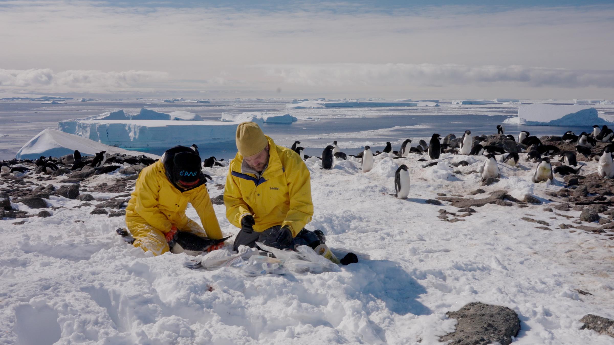 Noelle Held und Simeon Lisovski befestigen einen Satellitentracker an einem Pinguin.