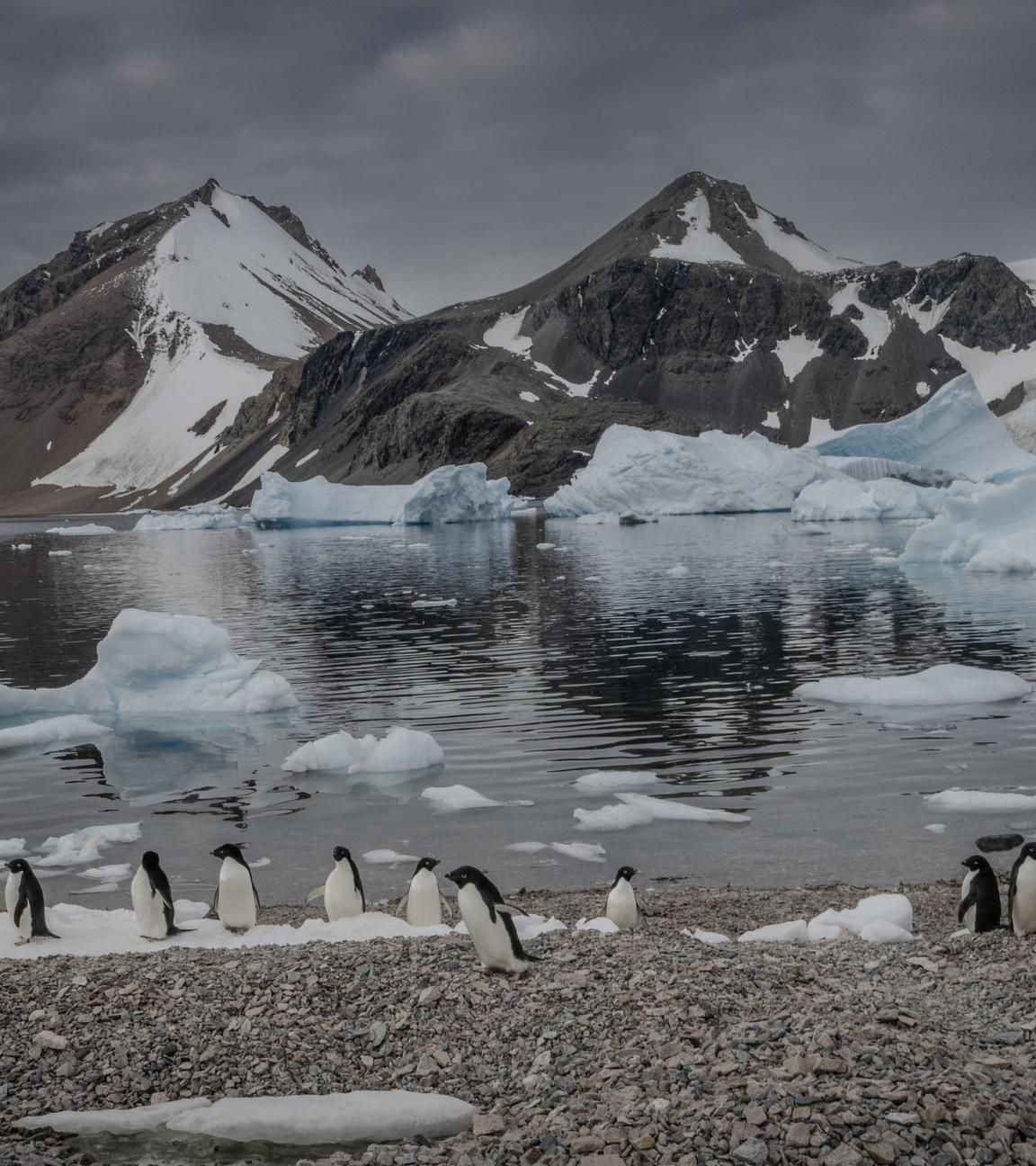 Man erkennt Pinguine aus der Anatarktis