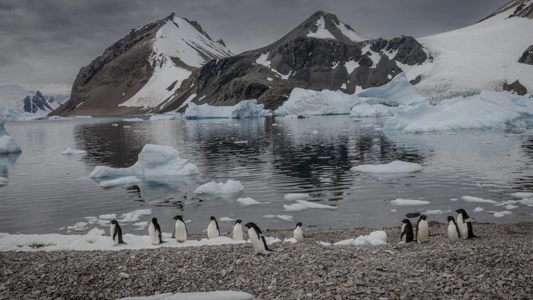 Man erkennt Pinguine aus der Anatarktis