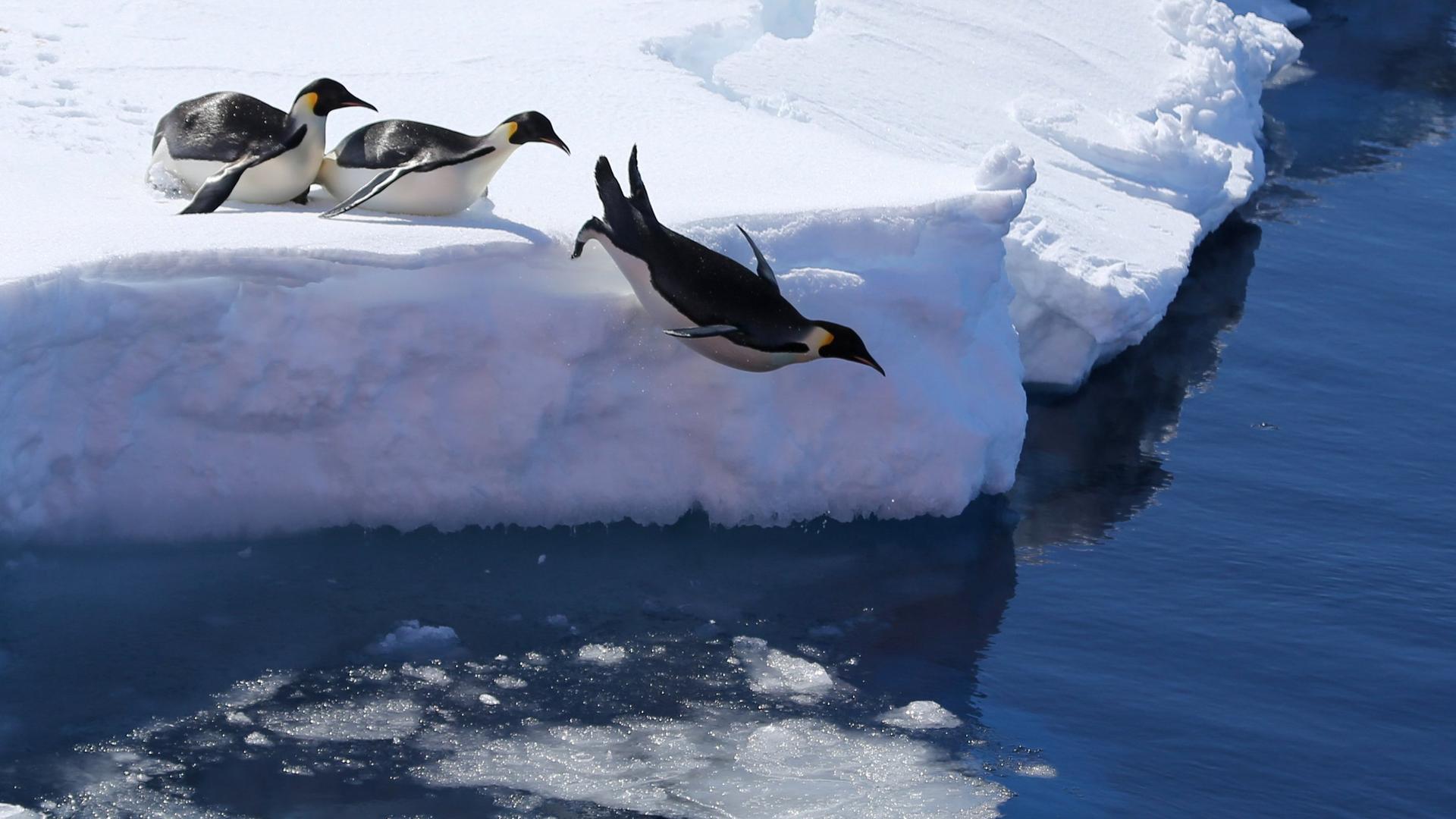 Antarktis, Prydz Bay: Kaiserpinguine springen von einer Eiskante ins Meer.