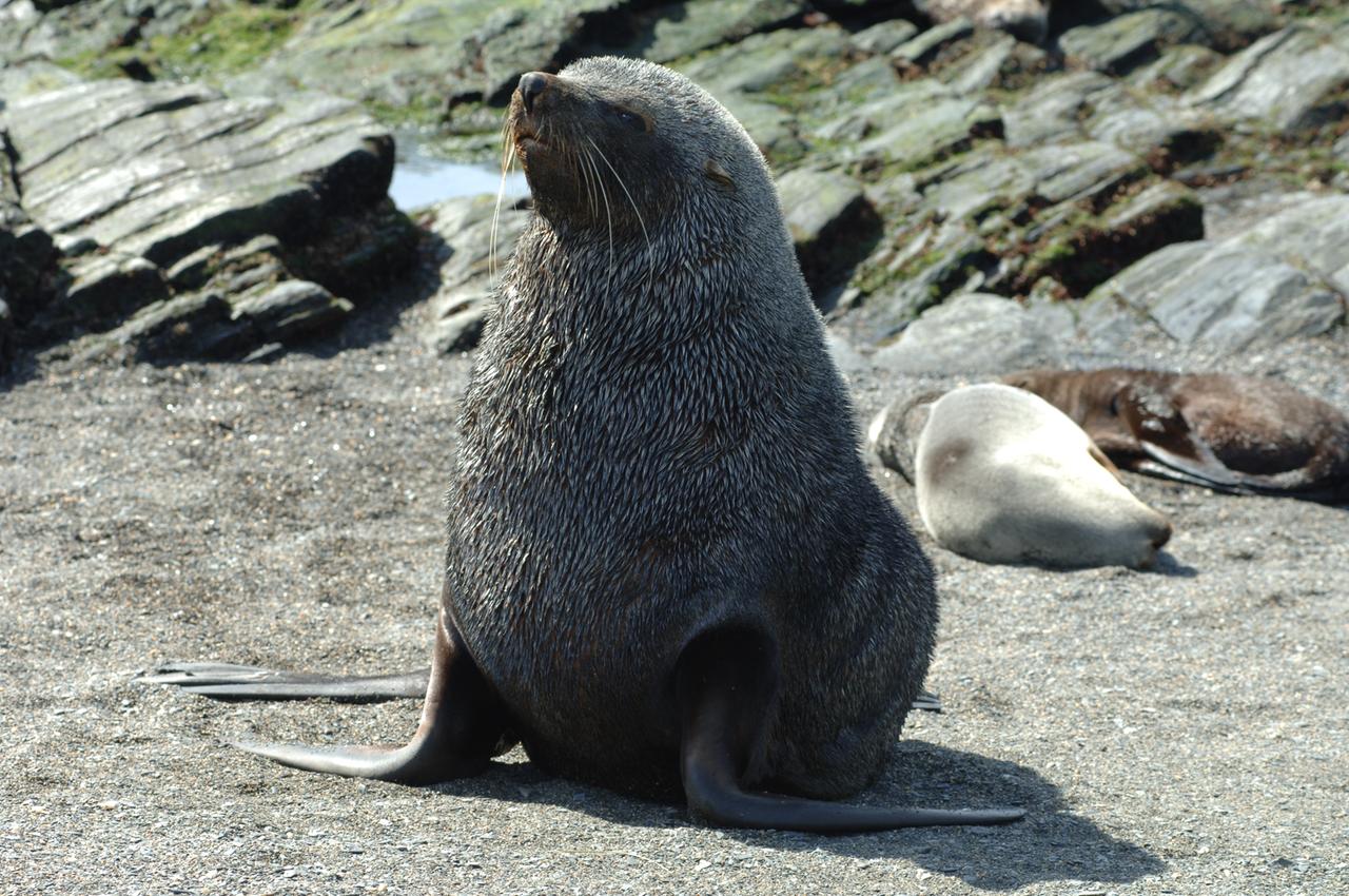 Antarktische Fellrobbe