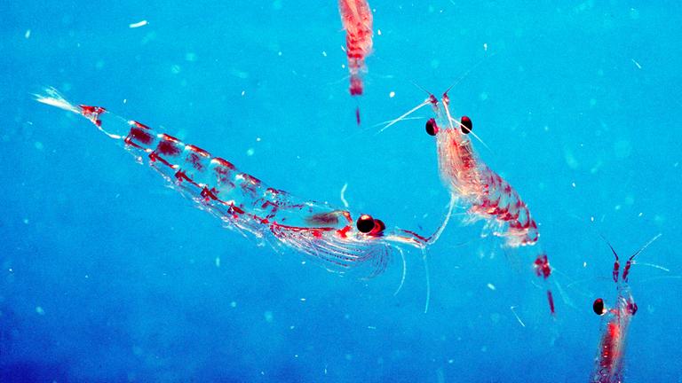 Drei orangene Leuchtgarnelen in blauem Wasser