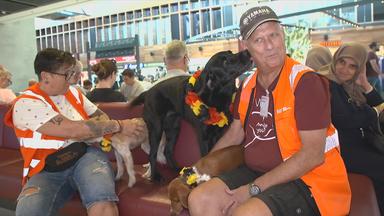 Hunde am Flughafen