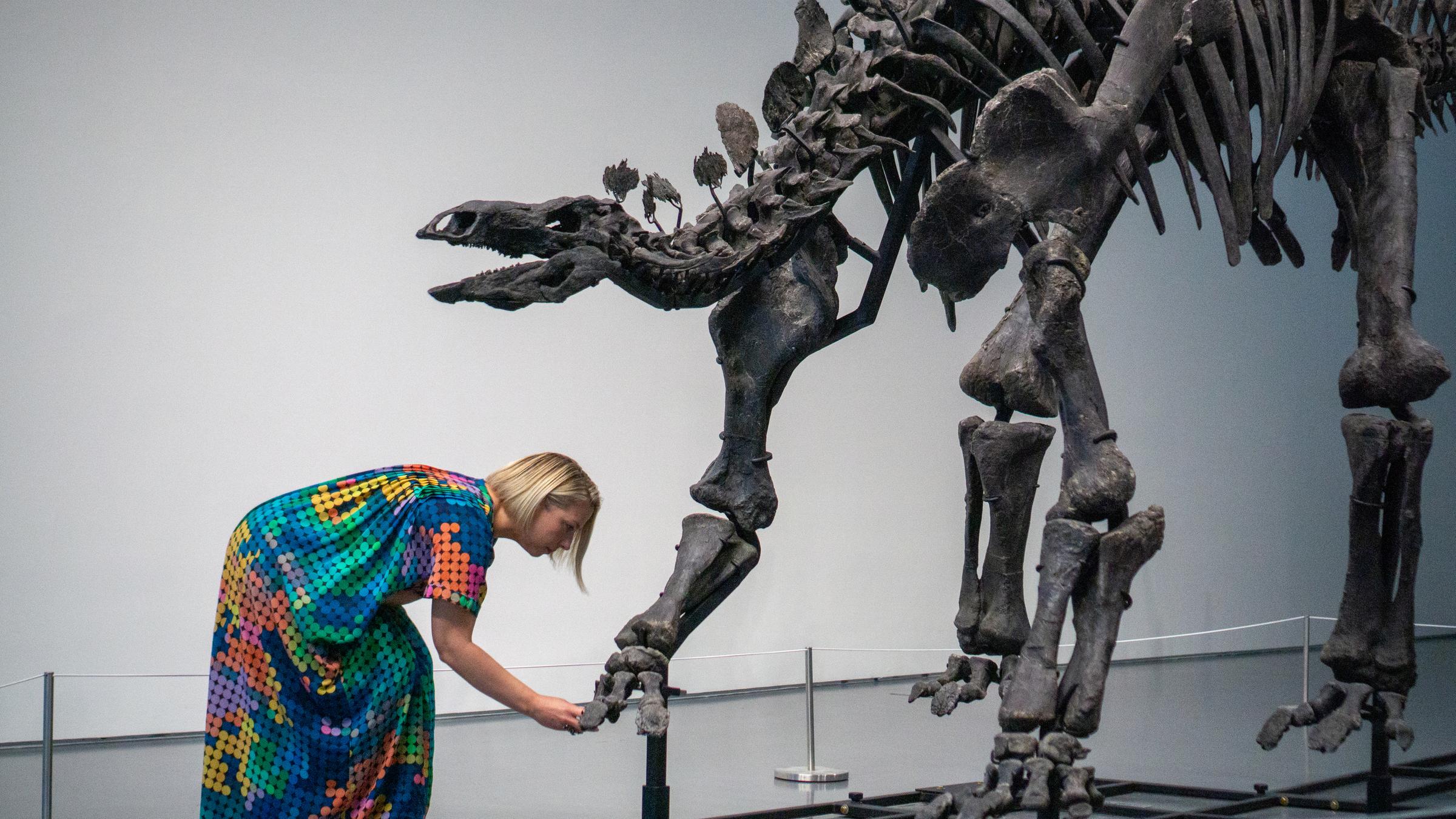 Stegosaurus-Skelett mit dem Spitznamen "Apex"