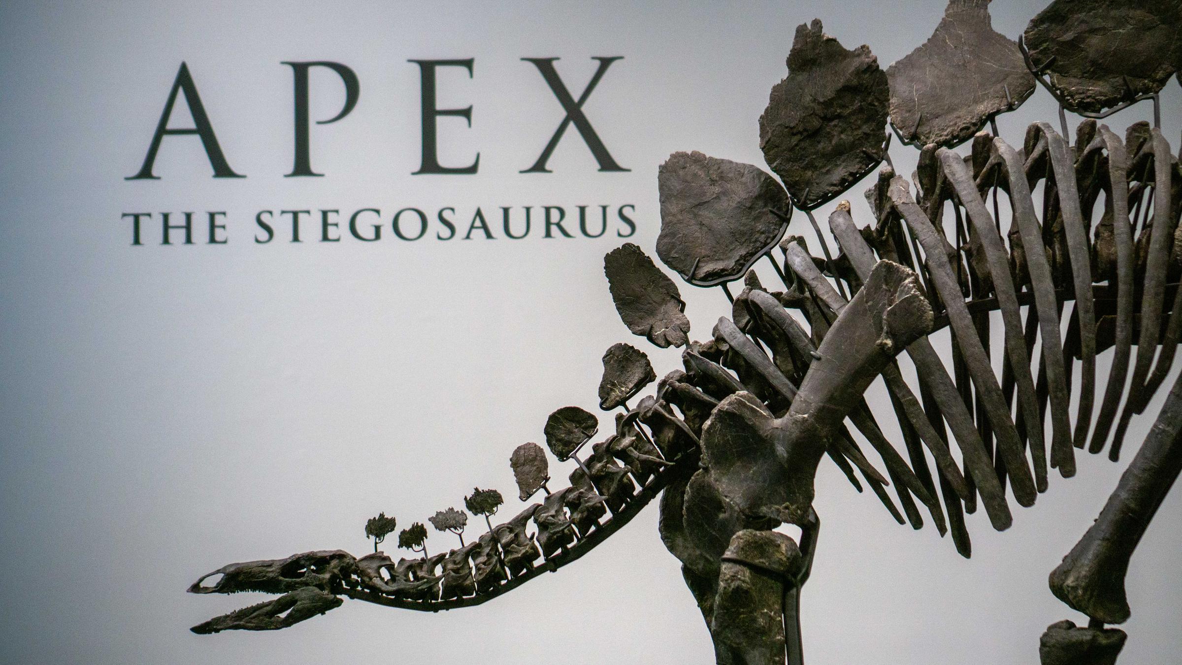 Das Skelett eines Stegosaurus