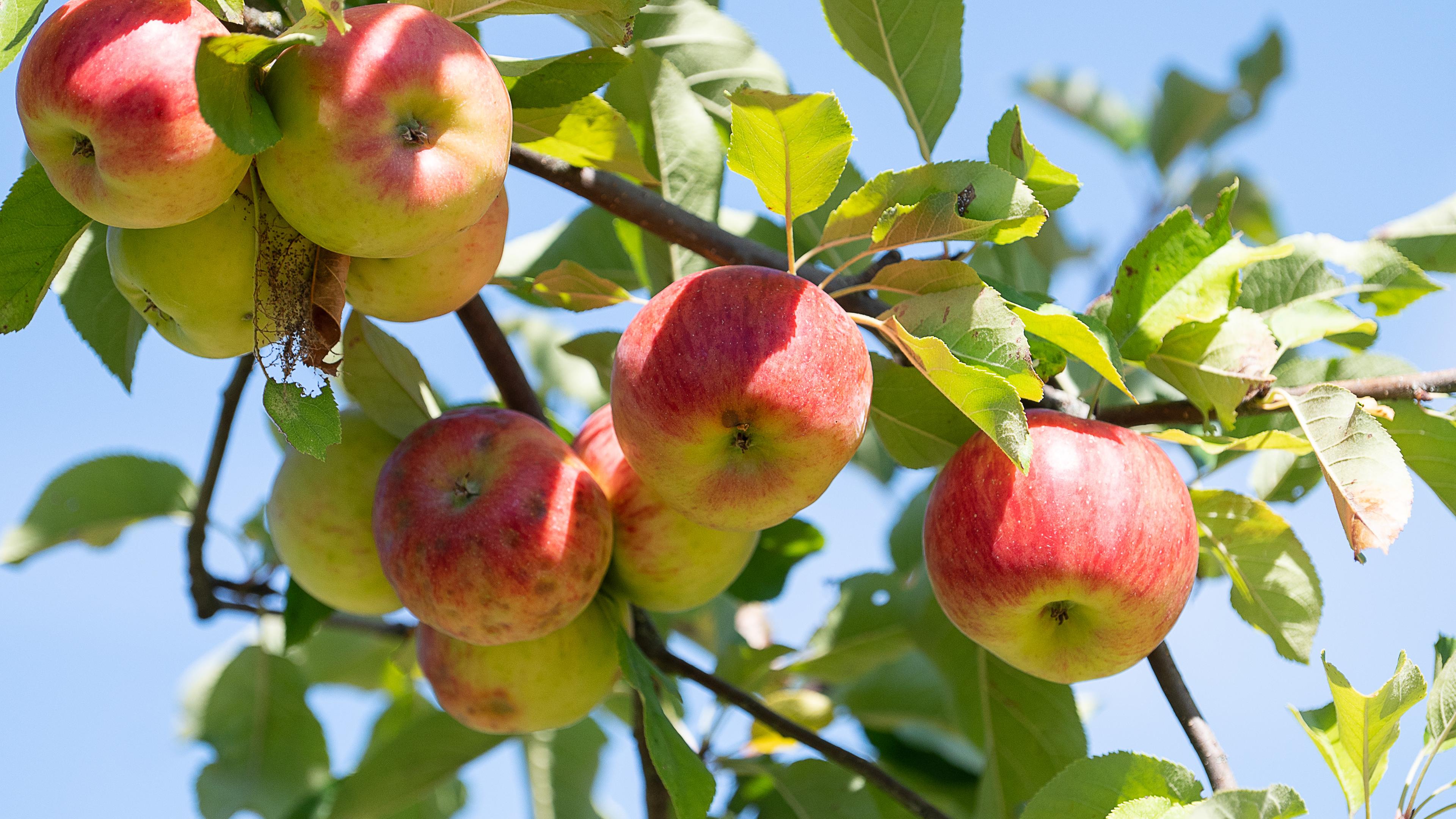 Äpfel hängen an einem Apfelbaum auf einer Streuobstwiese