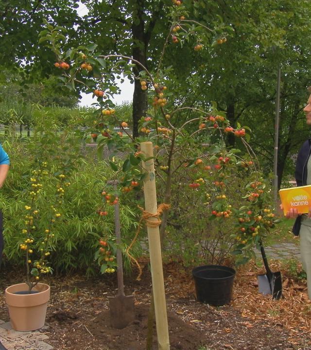 Anja Koenzen und Florian Weiss neben einem frisch gepflanzten jungen Apfelbaum.