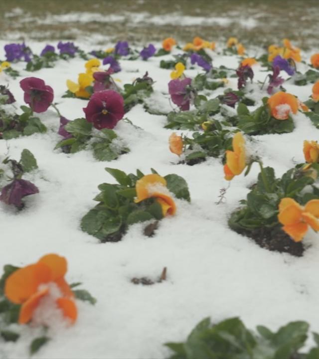 Von Schnee bedeckte Blumen