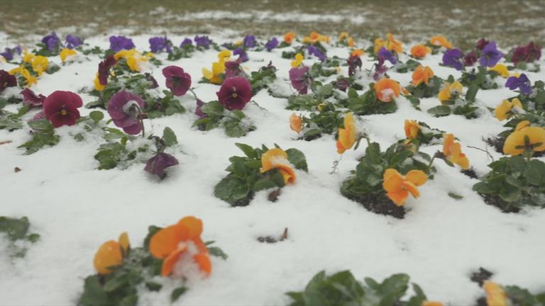 Von Schnee bedeckte Blumen