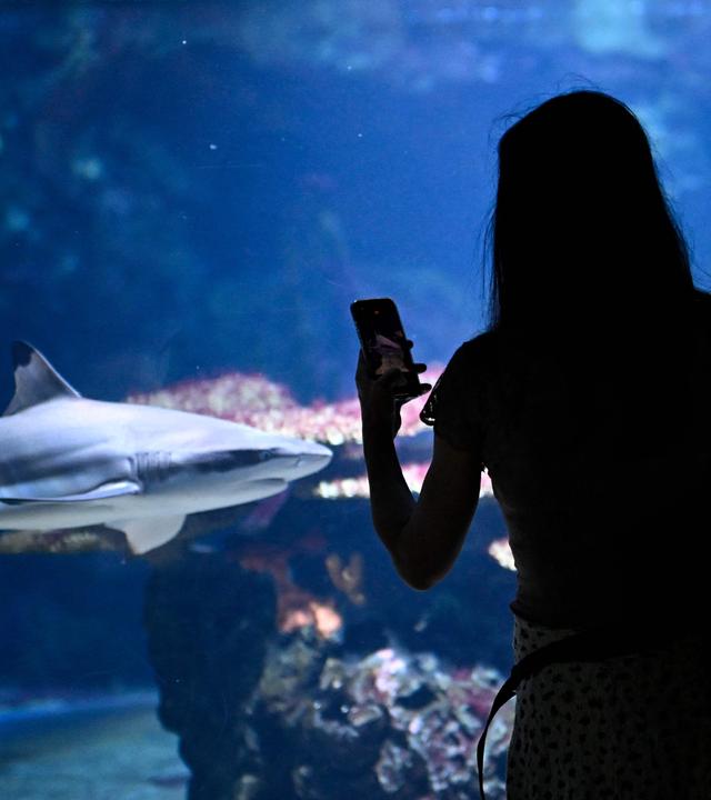Ein Besucher fotografiert einen Hai während der Wiedereröffnung des Aquariums im Berliner Zoo am 18. August 2026. Das historische Aquarium in Berlin wurde nach einer dreijährigen Modernisierungsphase wiedereröffnet.