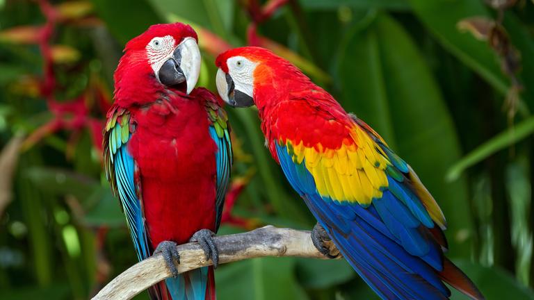 Ara-Pärchen auf einem Ast auf Bali