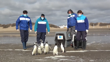 Verletzte Pinguine zurück im Meer
