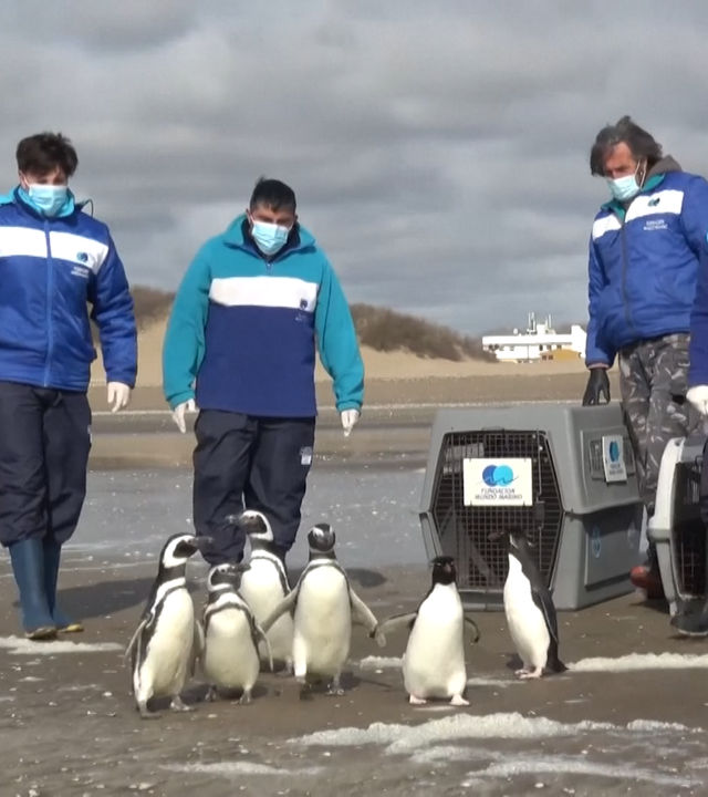 Sechs Pinguine werden am Strand zurück ins Meer entlassen. 