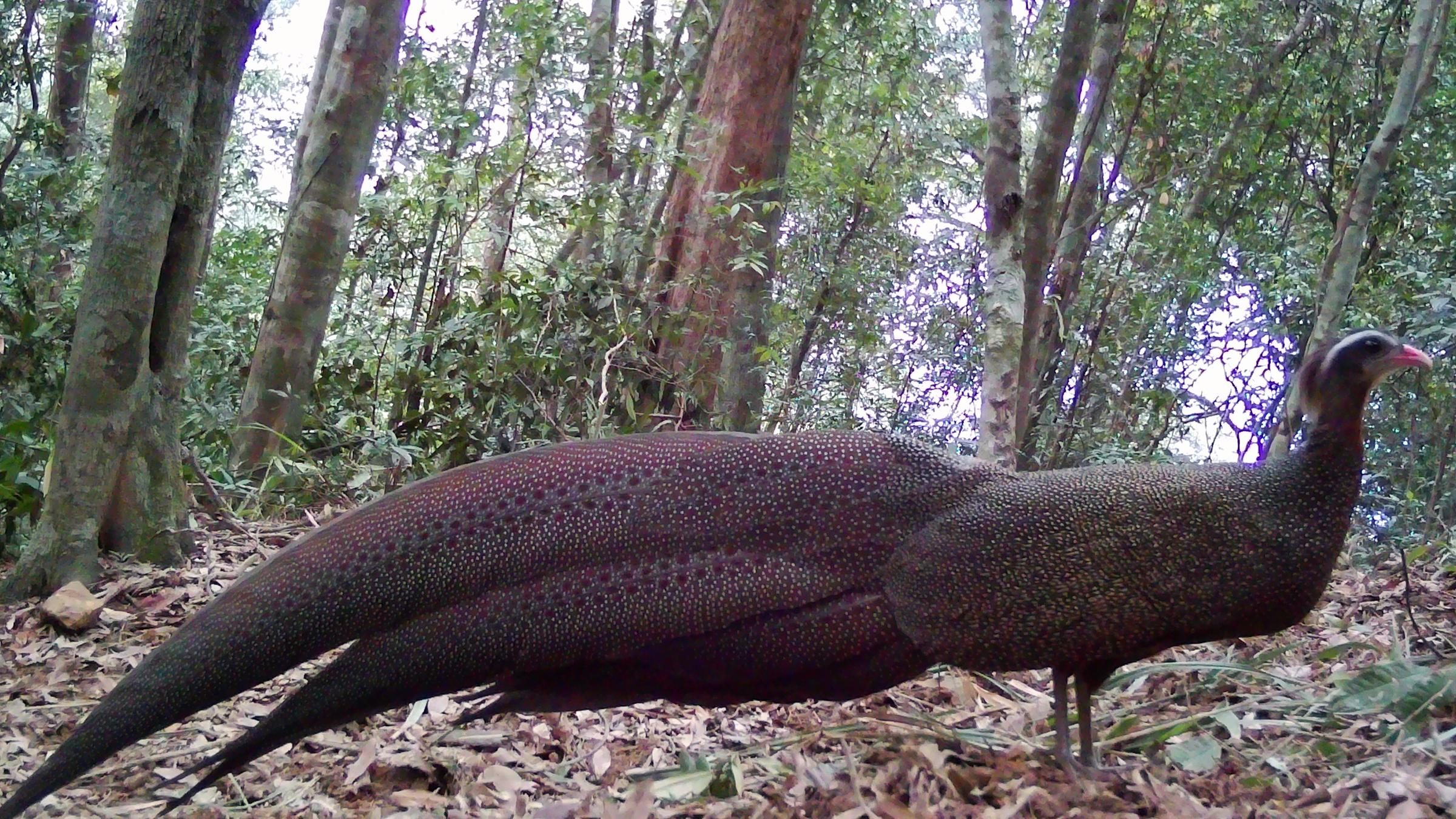 Annamitischer Argusfasan im Pu Mat National Park, Vietnam