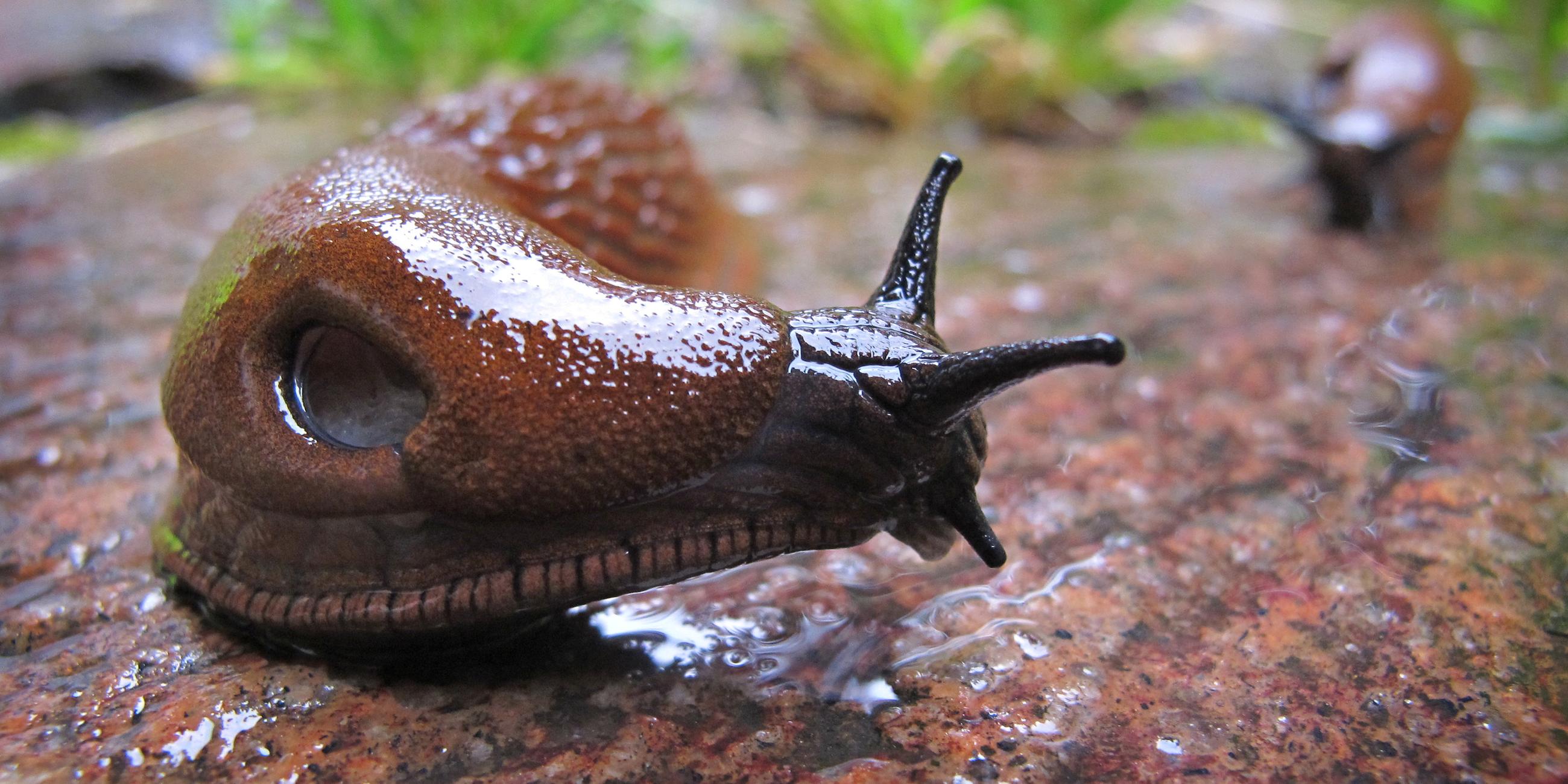  Eine Spanische Wegschnecke kriecht am 15.06.2010 im Regen durch einen Garten bei Schwangau (Bayern). 