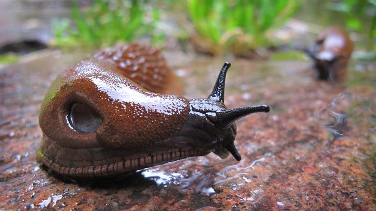  Eine Spanische Wegschnecke kriecht am 15.06.2010 im Regen durch einen Garten bei Schwangau (Bayern). 