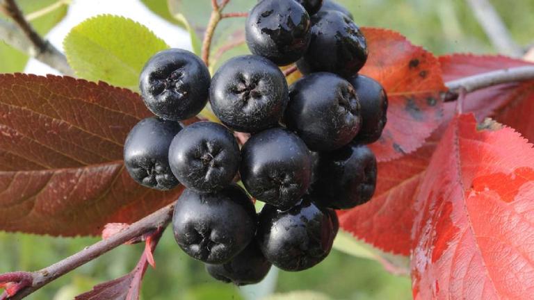 Schwarze Apfelbeere (Aroniabeere)
