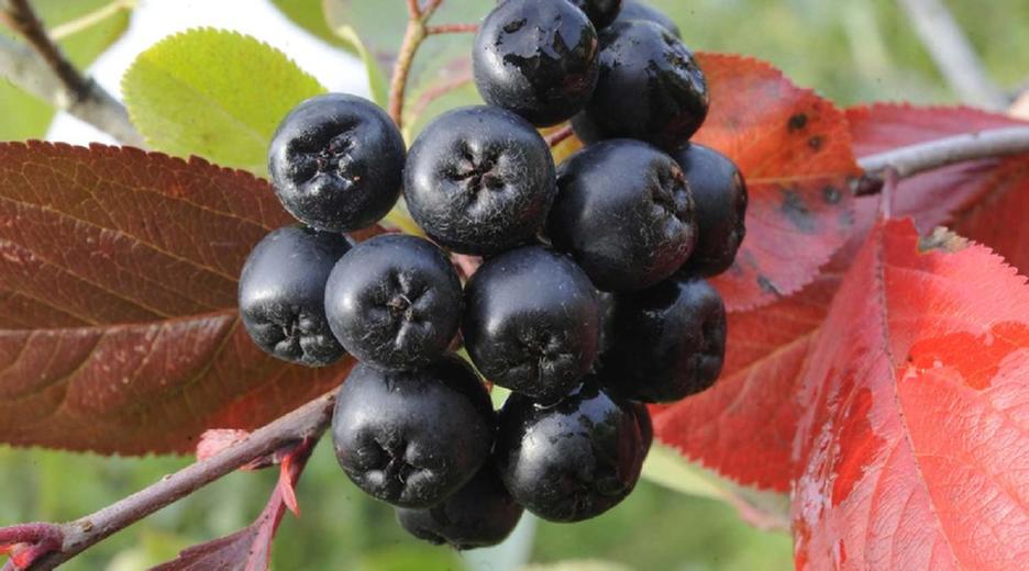 Schwarze Apfelbeere (Aroniabeere)