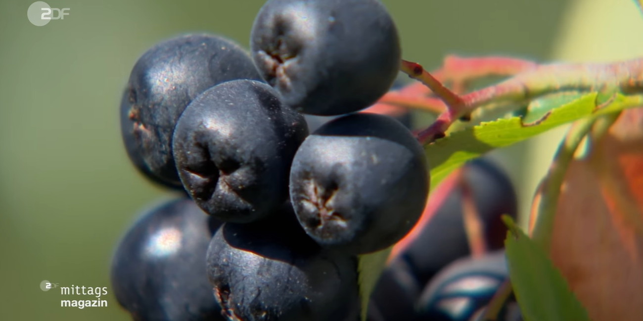 aronia