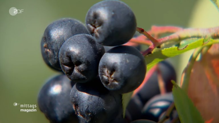 aronia