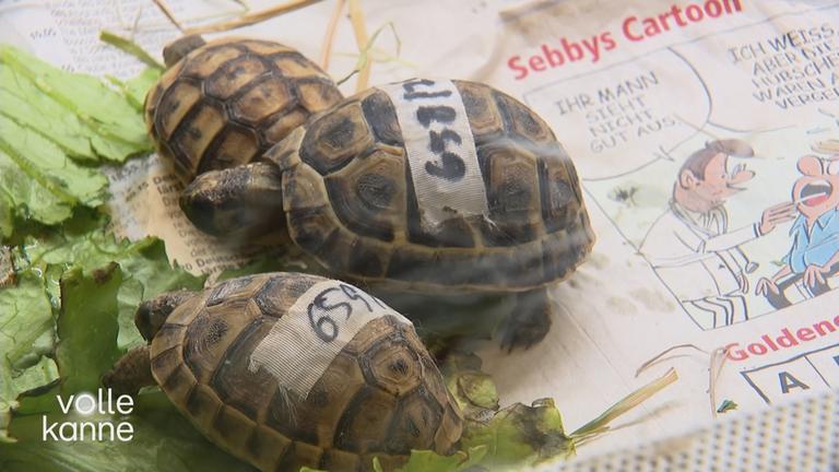 Zwei kleine Schildkröten liegen auf einer Zeitung und essen an einem Blatt Salat. Die Rücken sind jeweils mit einer Nummer gekennzeichnet.