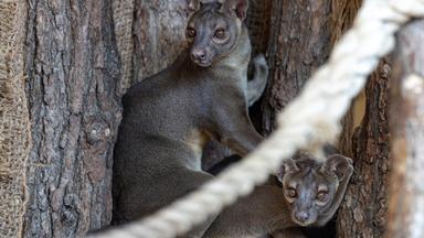Fossas als neue Tierart im Zoopark Erfurt