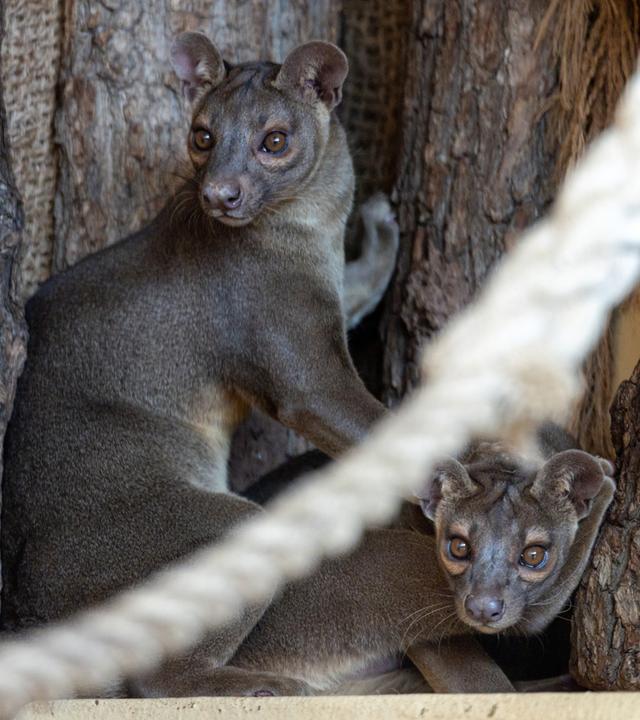 Fossas als neue Tierart im Zoopark Erfurt