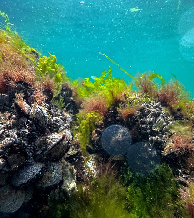 Unterwasserwelt im Schwarzen Meer.