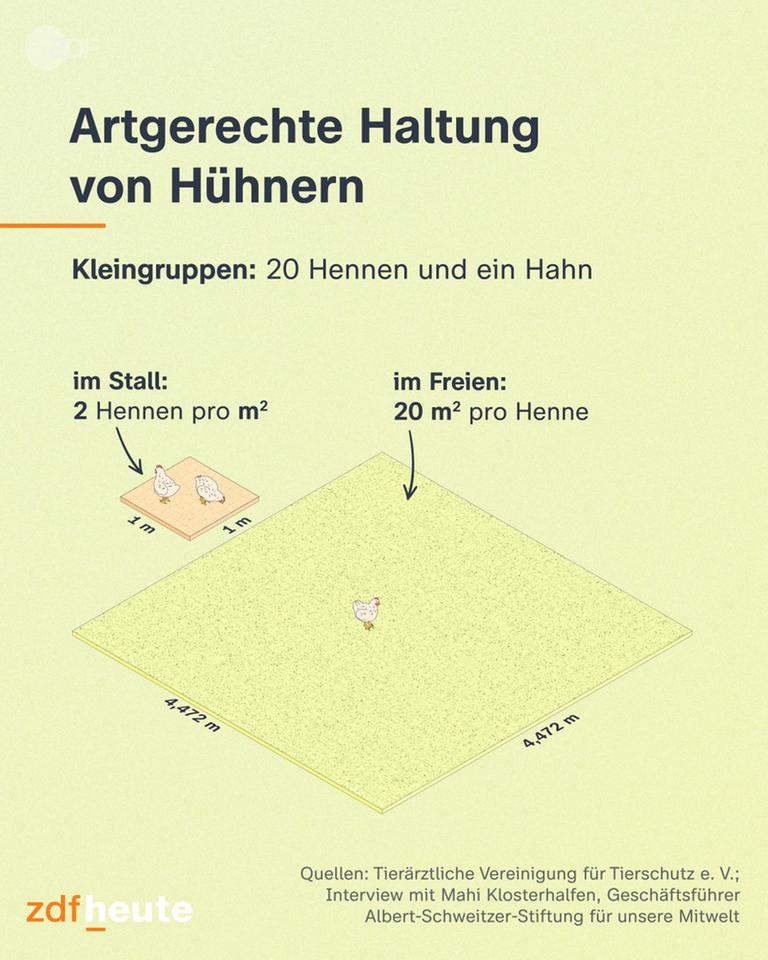 Ein Bild, das die artgerechte Haltung von Hühnern erklärt.