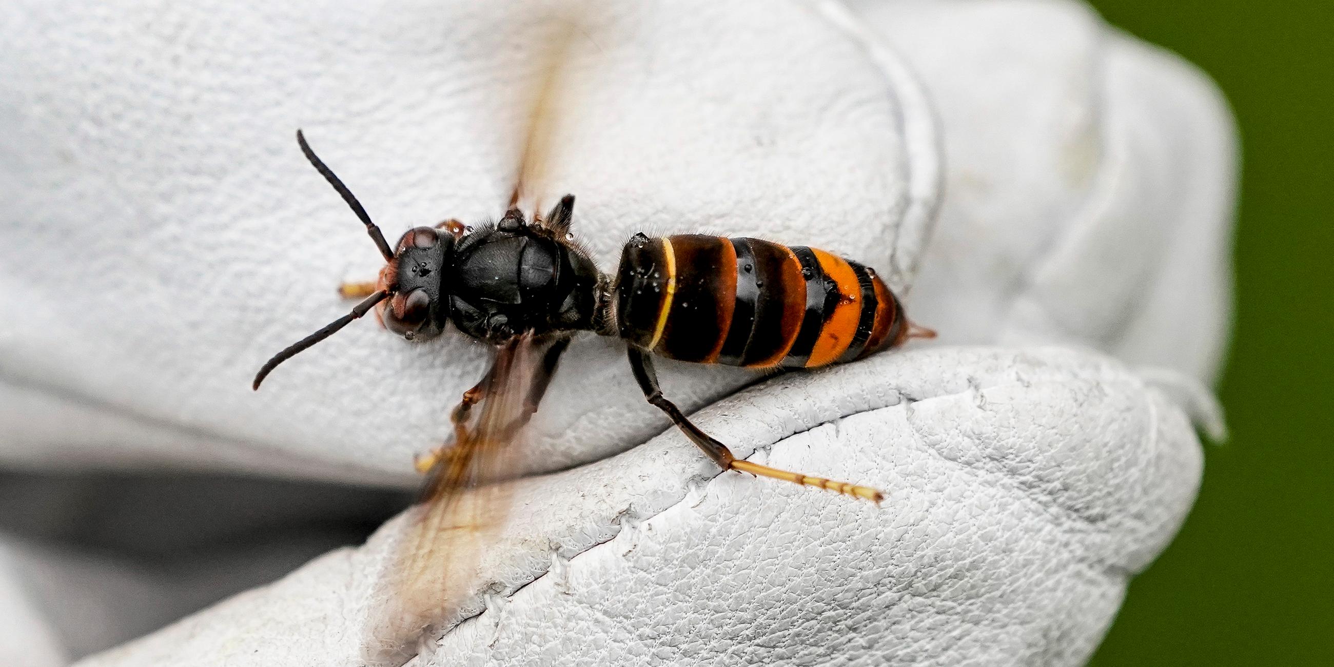 Asiatische Hornissen auf dem Vormarsch
