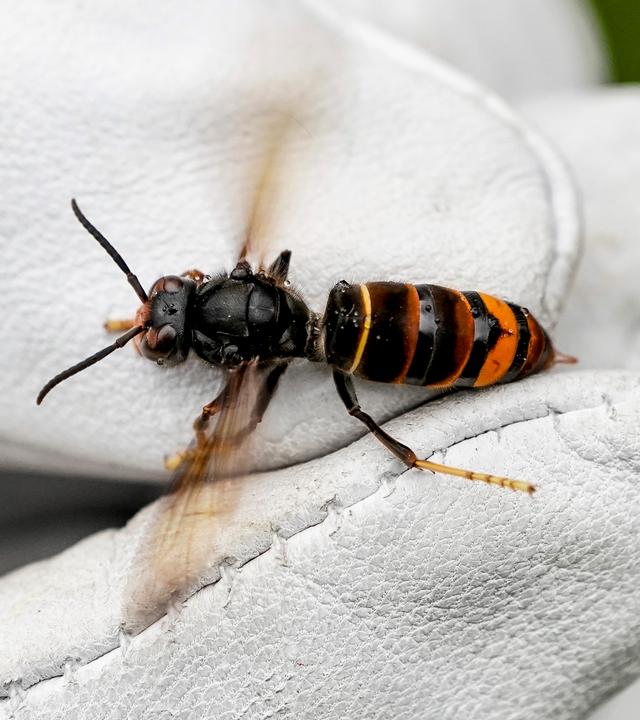 Eine Asiatische Hornisse wird von einem Biologen mit einem Handschuh gehalten