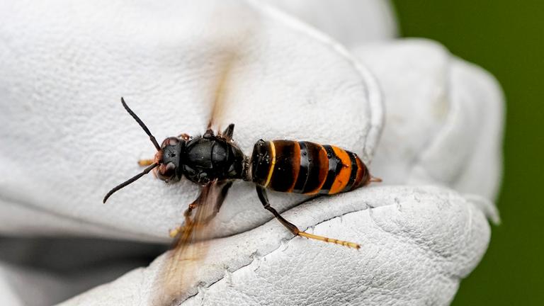 Eine Asiatische Hornisse wird von einem Biologen mit einem Handschuh gehalten