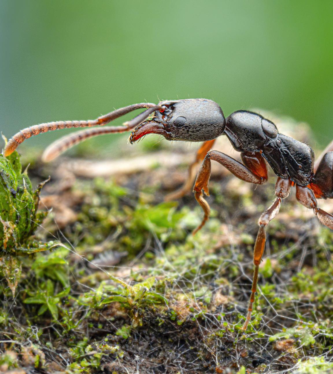 Eine Nahaufnahme einer Nadelameise.